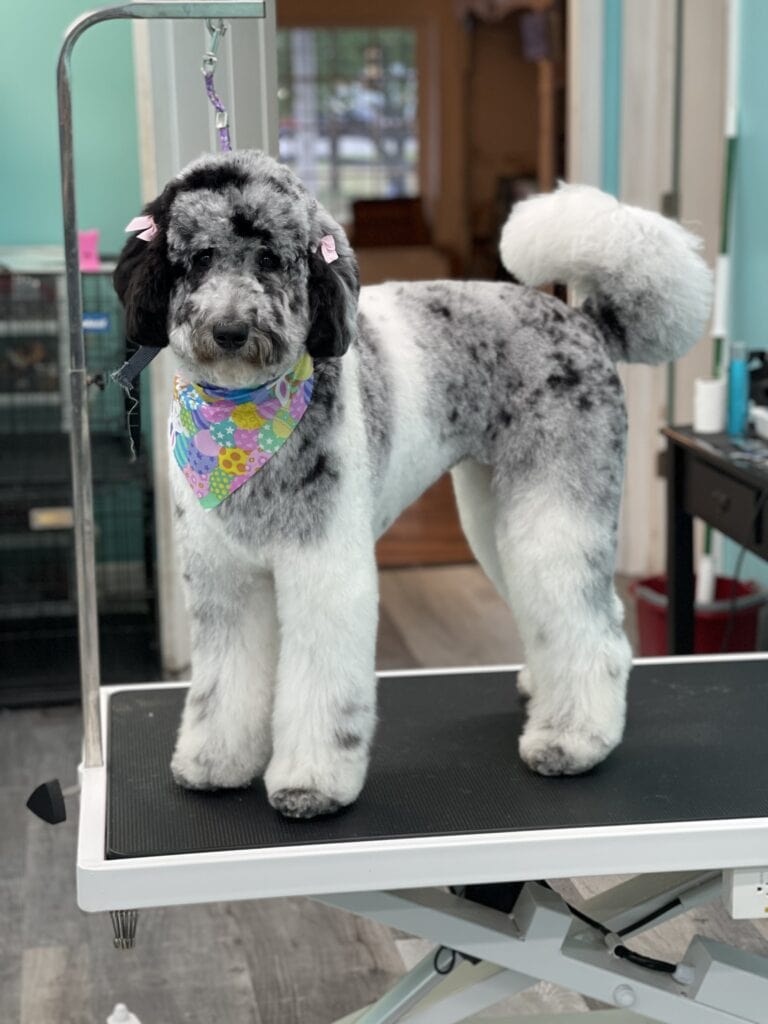 Doodle dog shown on a grooming table post grooming.
