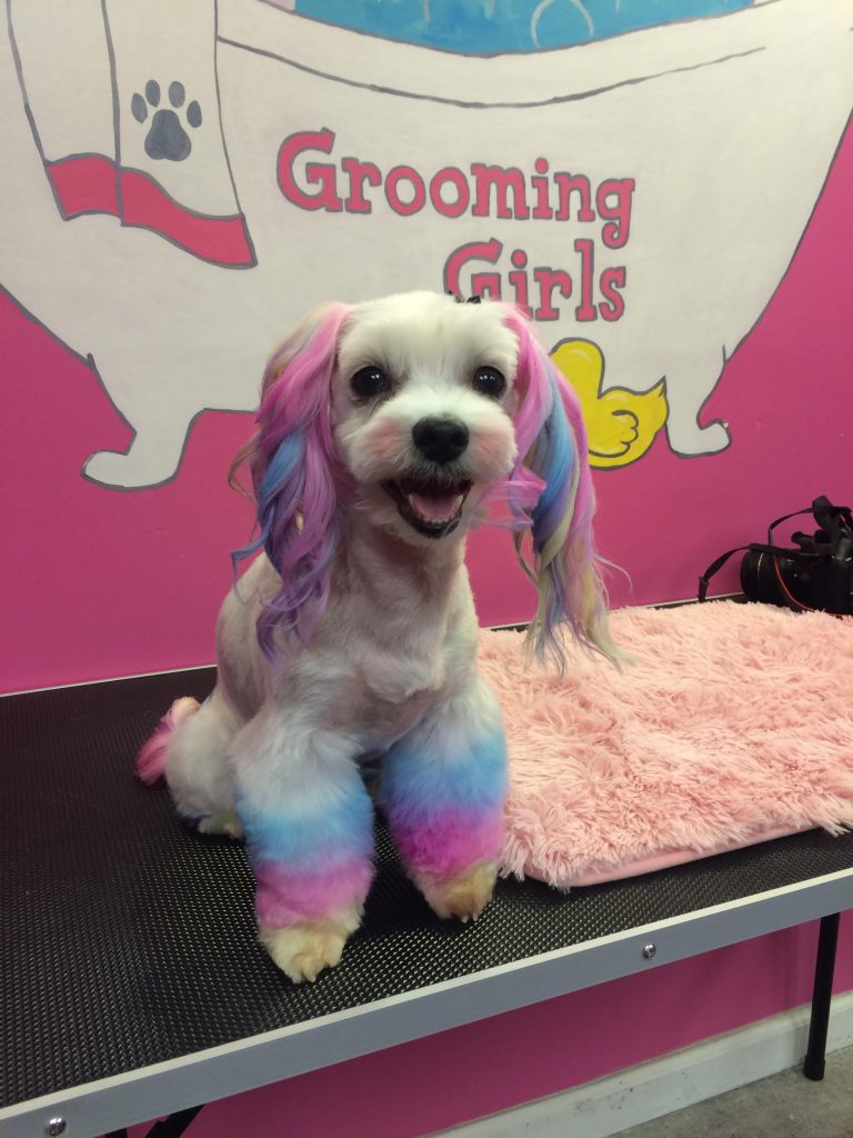 A dog after some creative dog grooming. The are and legs are dyed blue and pink. The rest of the dog is white with black nose and eyes. In the background, "grooming girls" can be seen on a wall. 