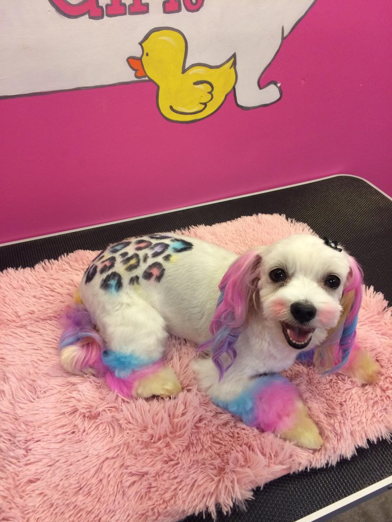 A white dog with pink and blue ears and legs as well as some colorful leopard spots on it's bottom after some creative dog grooming. 