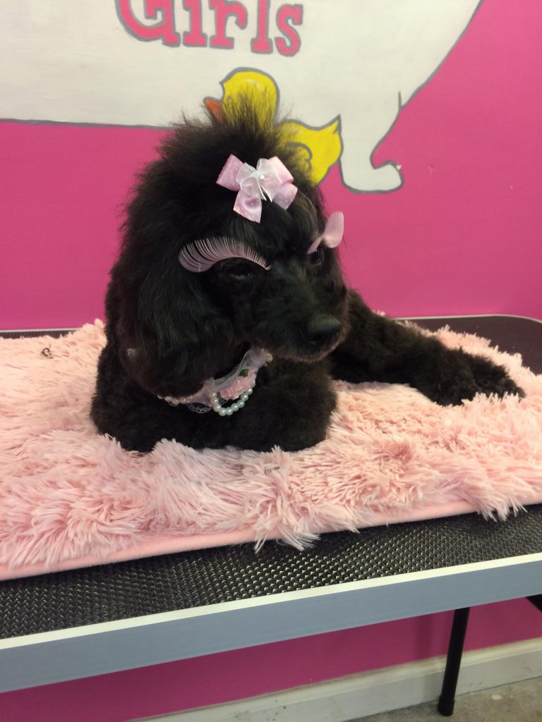 A creatively groomed dog looking like a princess with a pink bow, pink eyelashes, and some pearls around her neck. 