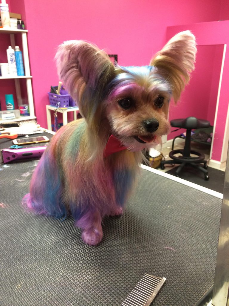 A cute dog creatively groomed with fur of various colors, primarily blue and pink on top of its natural light brown fur. 