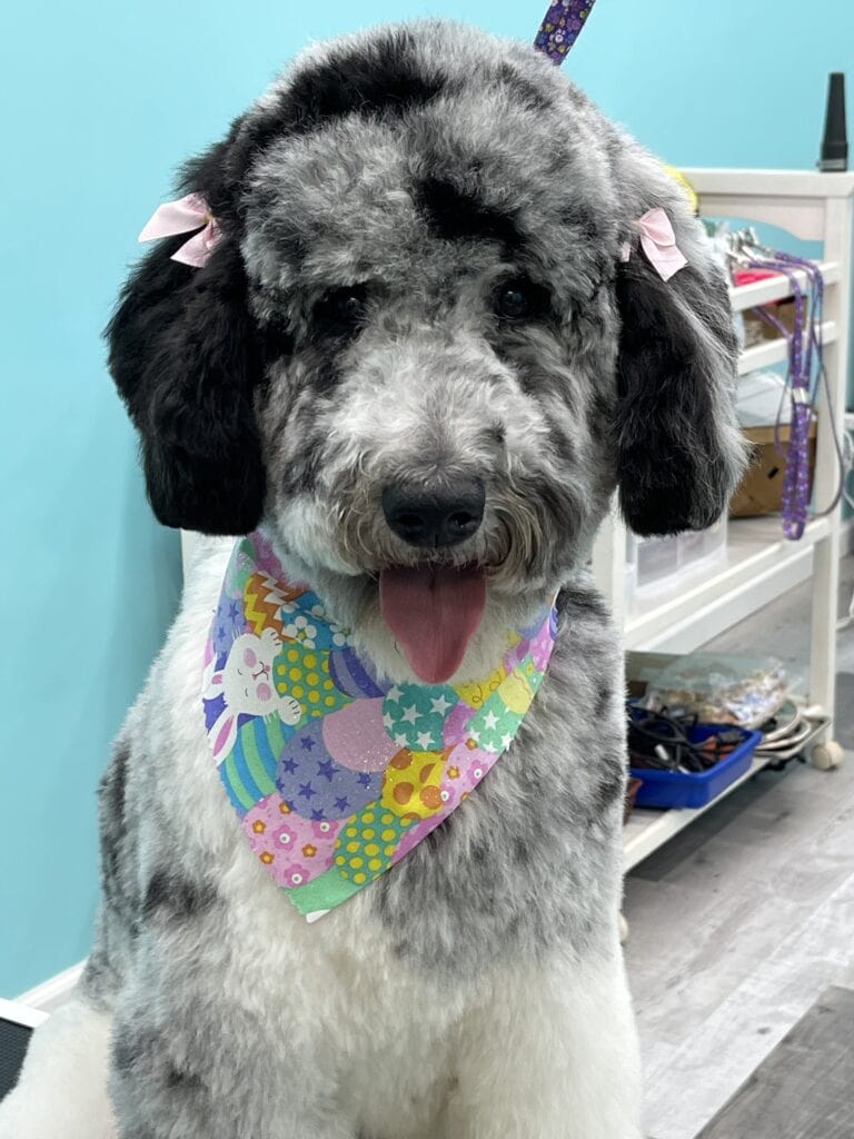 Doodle dog after grooming with bows in its ears and a colorful handkerchief around its neck. 